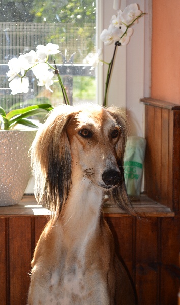 CH. Hadji ezekiel Du Clos De Mickaloic